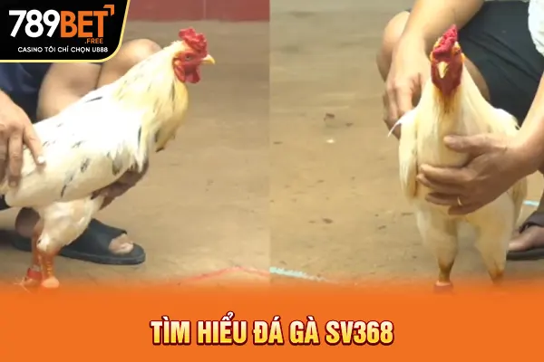 Tìm hiểu đá gà SV368 Tìm hiểu đá gà SV368