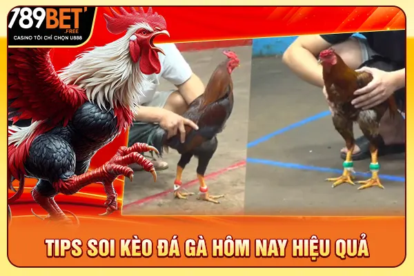 Tips soi kèo đá gà hôm nay hiệu quả Tips soi kèo đá gà hôm nay hiệu quả